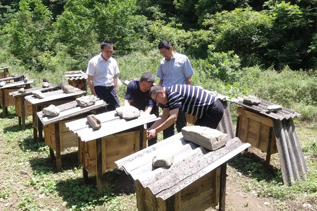 实地考察土蜂养殖基地