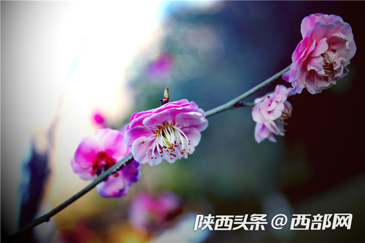 bf62a642eedb1418074b2da6ca211b3b.png